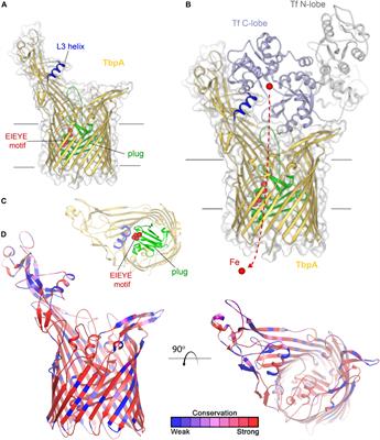 Structural Basis for Evasion of Nutritional Immunity by the Pathogenic Neisseriae